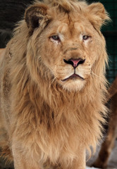 Lion at the snow portrait