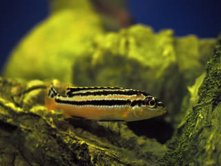 Yellow fish Melanochromis auratus with black stripes near the ro