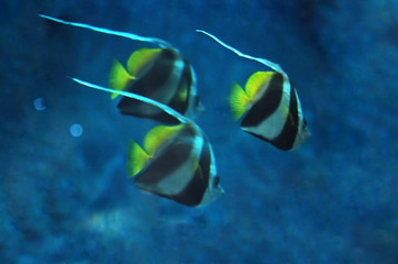 Blurred background of three Fish Heniochus acuminatus at the dee