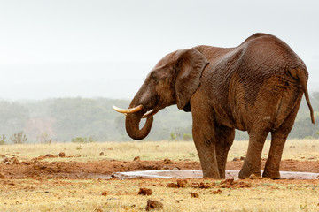 Naklejka na ściany i meble Bush Elephant with his feet in the dam