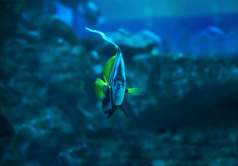 Fish Heniochus acuminatus at the deep blue ocean swimming down n