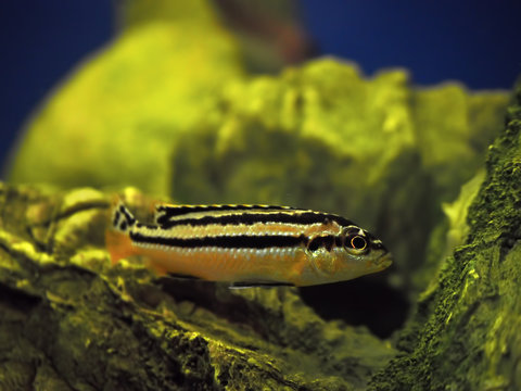 Yellow fish Melanochromis auratus with black stripes near the ro
