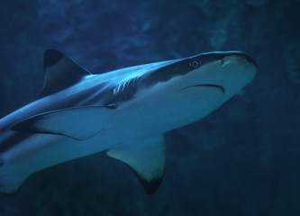 Fototapeta premium Shark at the blue water close up view from down right side