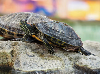 Obraz premium Turtle on the rock at the colorfull background