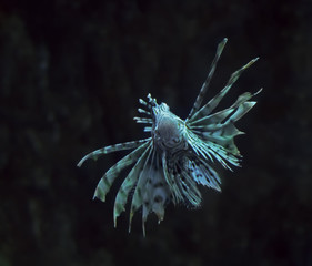 Fish blue Pterois volitans at the deep ocean close up turning