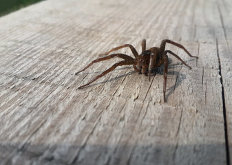 Brown spider on the wood