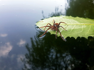 Red spider traveler with water drop on the green leaf at the lak