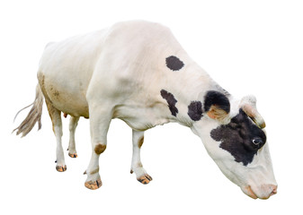 Funny cute  black and white cow isolated on white. Full length cow olmost white eating. Farm animals. Cow, standing full-length in front of white background.