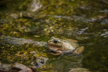 Frog
