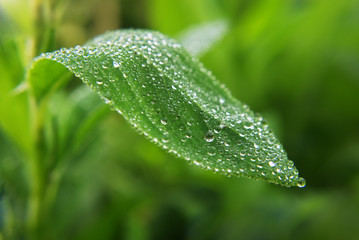 Fototapeta na wymiar Water drops at the green leaf after the rain