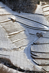 terre disegnate; vigne sotto la neve in Val di Cembra, Trentino