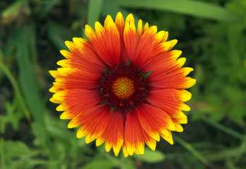 Rudbekia red