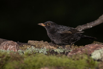 Blackbird, Turdus merula