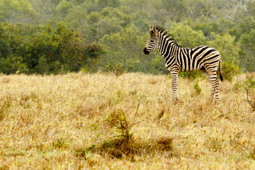Baby Zebra standing in the field