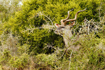 Fototapeta na wymiar Greater Kudu hiding behind the thorny bushes