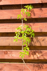 Young branch of grapes on wooden fence