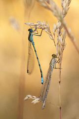 Dragonfly on a haulmn