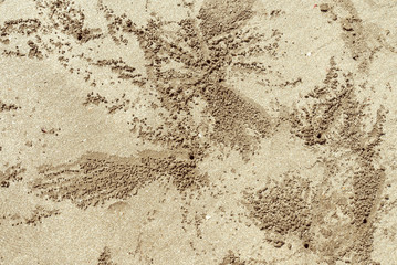 Sand backgroud with crabs burrows