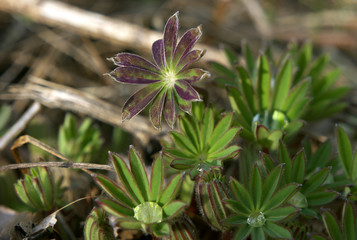 Wild beautifull green and red flowers
