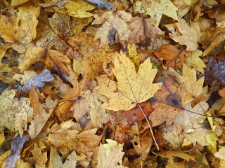 Autumn yellow leaves on the ground