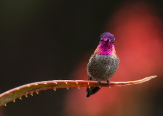 Anna's hummingbird (Calypte anna) © fluffandshutter
