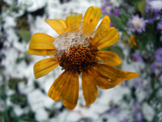 Flower heliopsis under the snow last one