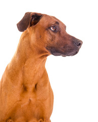 Ridgeback Hund Oberkörper Portrait © grafikplusfoto