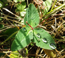 Water drops on green leaf