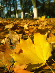 Yellow maple leaf at the park