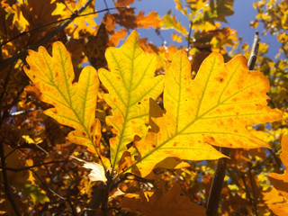 Yellow oak leaves under the sun