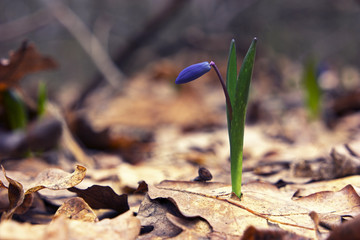 Snowdrop in the suite