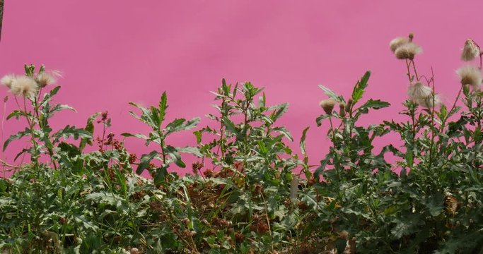Field Dandelions Whispering With Each Other, Shot With a Steadicam, Using Chromakey Alfa Chanal Technique