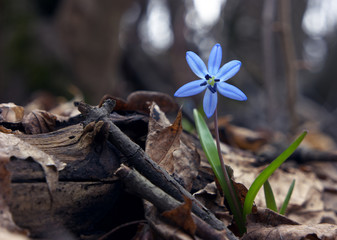 Snowdrop opened flower