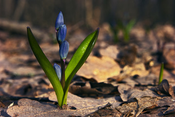 Snowdrop on the sun