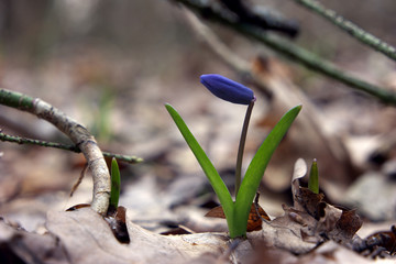 Snowdrop with big head