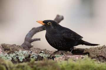 Blackbird, Turdus merula