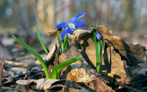 Snowdrop talking and you dont listen