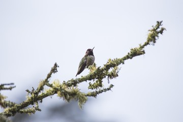 Anna's hummingbird (Calypte anna)