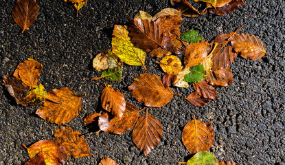 foglie d'autunno
