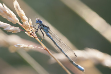 Dragonfly on a meadow