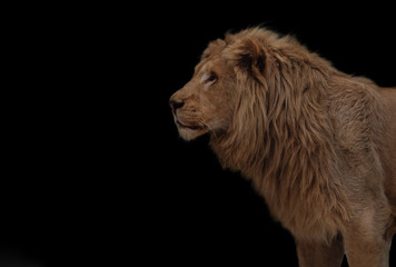 Lion isolated on black