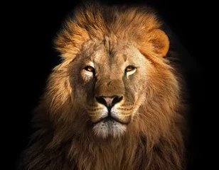 Crédence en verre imprimé Lion Roi lion isolé sur fond noir