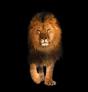 Lion walking isolated on black king of the animals