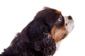 King Charles Spaniel Kopf im Profil