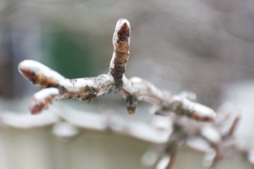 tree branch in ice