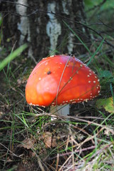 Muchomor czerwony - Amanita muscaria