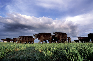 Rodeo a campo de Aberdeen Angus, 9 de Julio, Argentina 