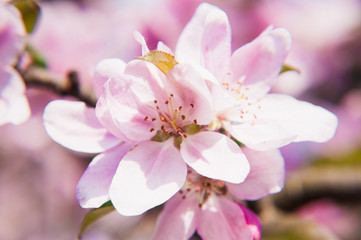 Purple blossom branch of apple tree in spring