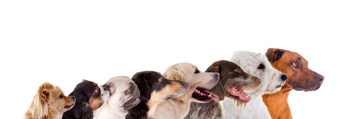 Reihe verschiedene Hundeköpfe im Profil