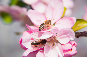 Two bees gathering nectar in the purple apple tree flower